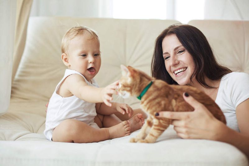 Introduce Your Cat to the Household