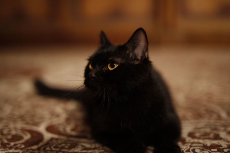 Ireland's Mysterious Spirit Cat