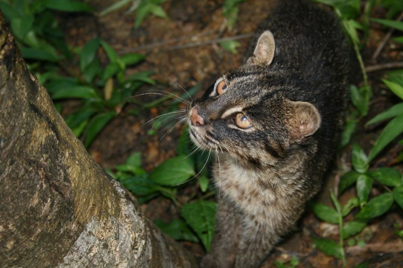 Iriomote Cat