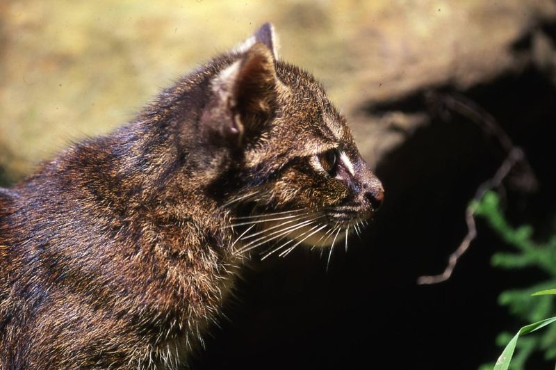 Iriomote Cat