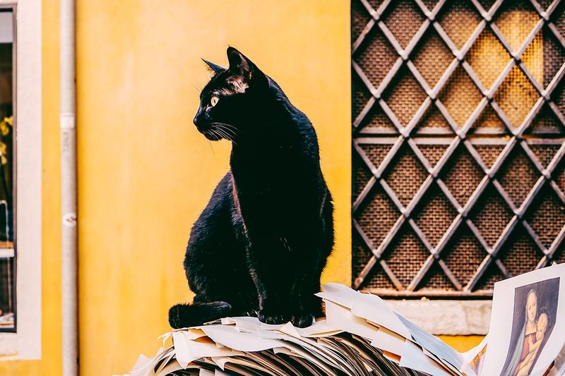 Italy's Cat That Warns of Death