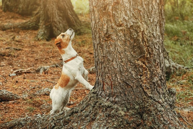 Jack Russell Terrier