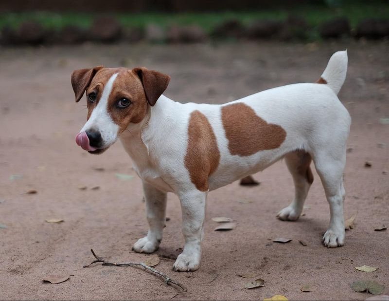 Jack Russell Terrier and Persian