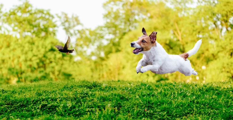 Jack Russell Terrier