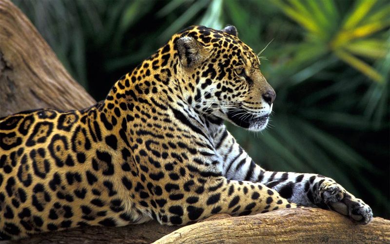 Jaguar