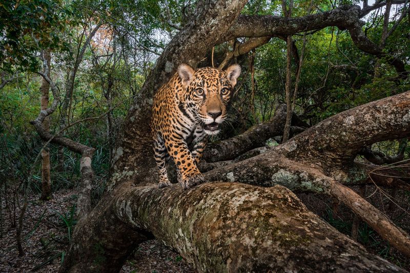 Jaguar