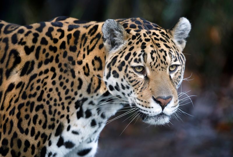 Jaguar
