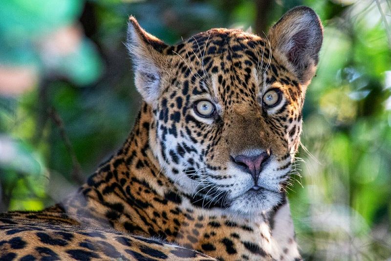 Jaguar