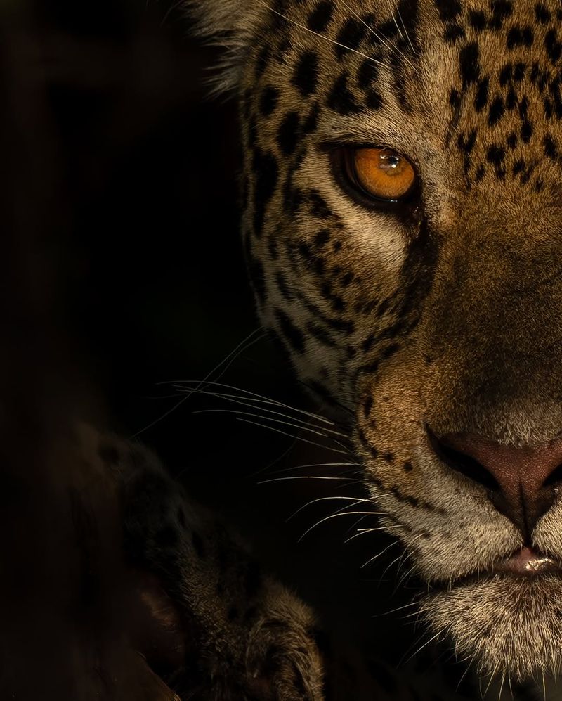 Jaguar's Intense Topaz Stare