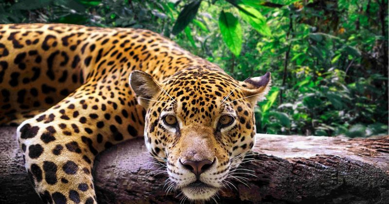 Jaguar