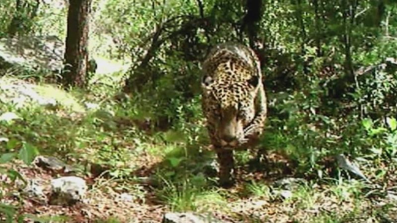 Jaguar (Panthera onca)