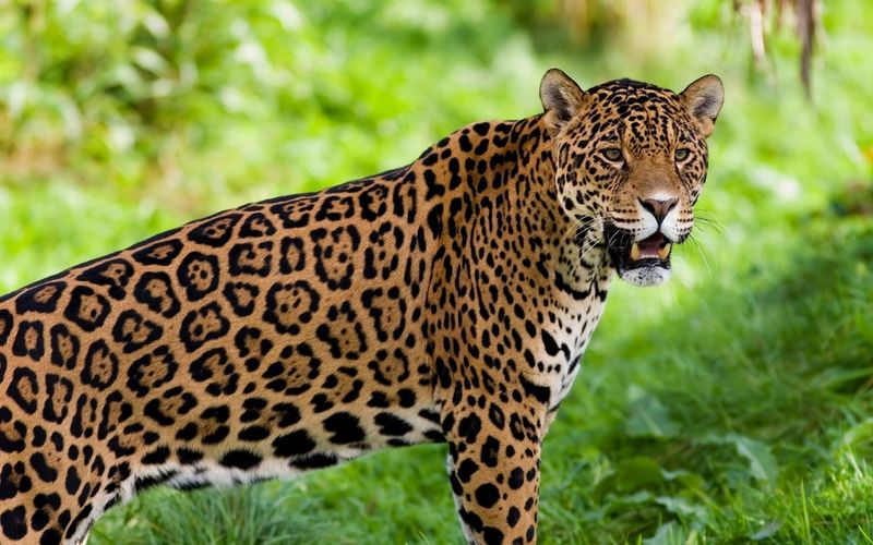 Jaguar (Panthera onca)