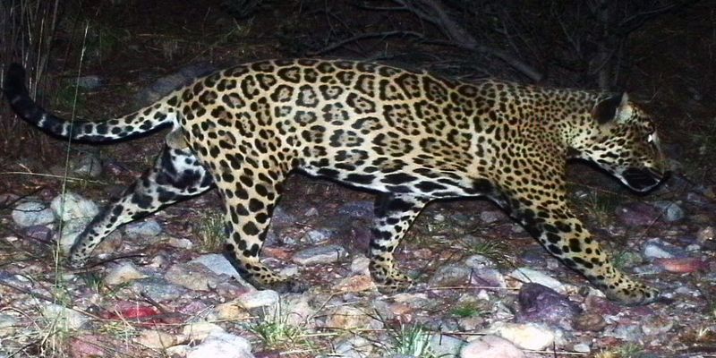 Jaguars