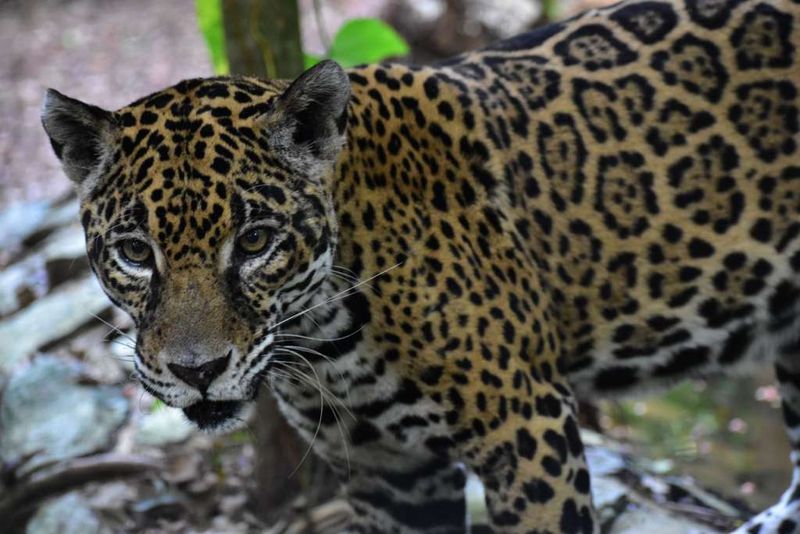 Jaguars