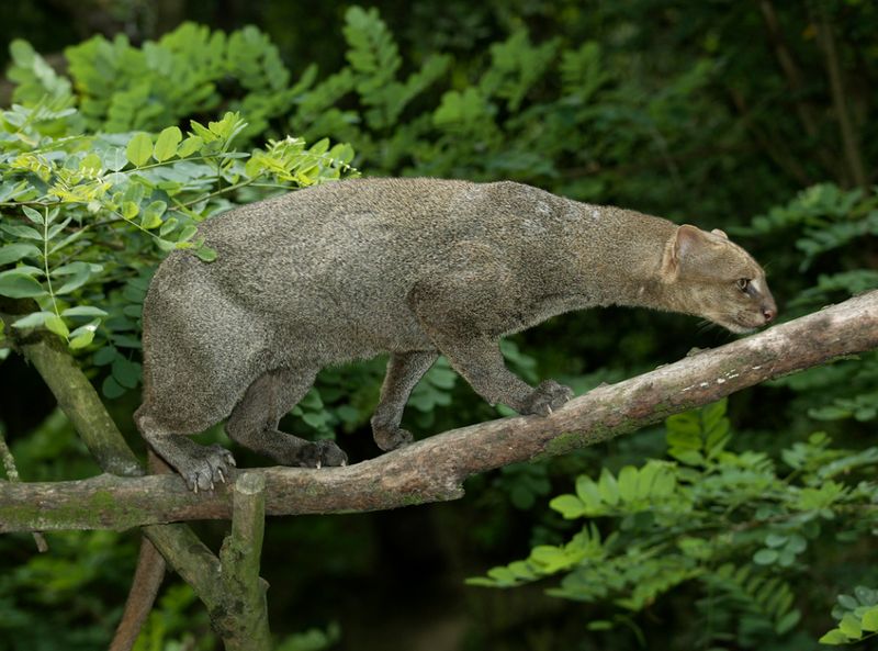 Jaguarundi