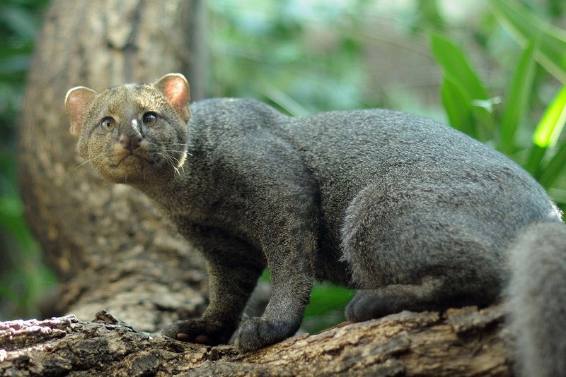Jaguarundi