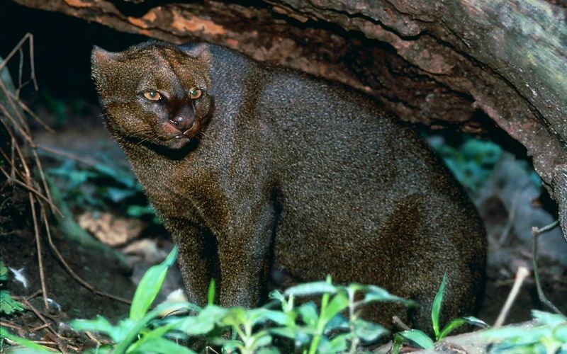 Jaguarundi