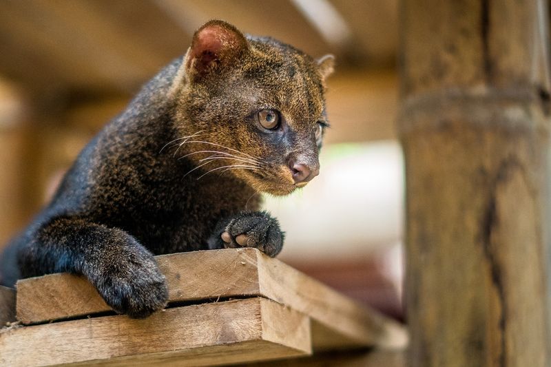 Jaguarundi