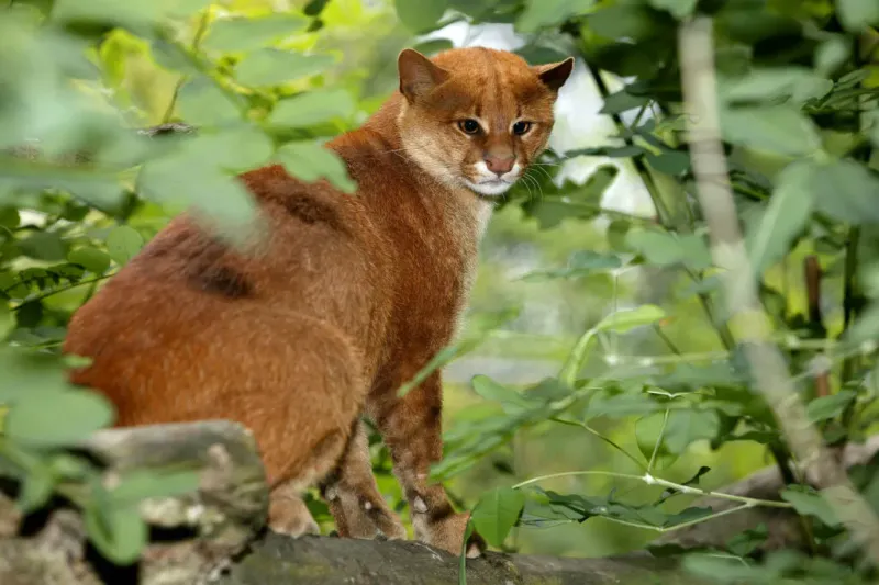 Jaguarundi