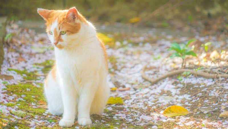 Japanese Bobtail
