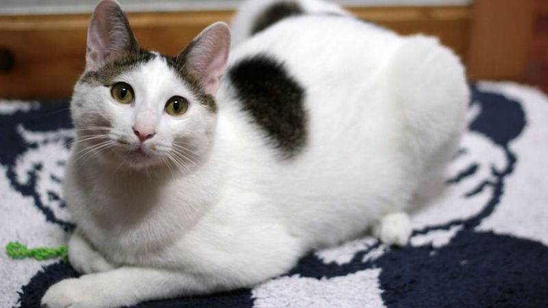 Japanese Bobtail