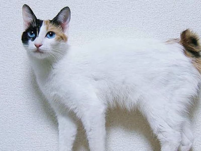 Japanese Bobtail