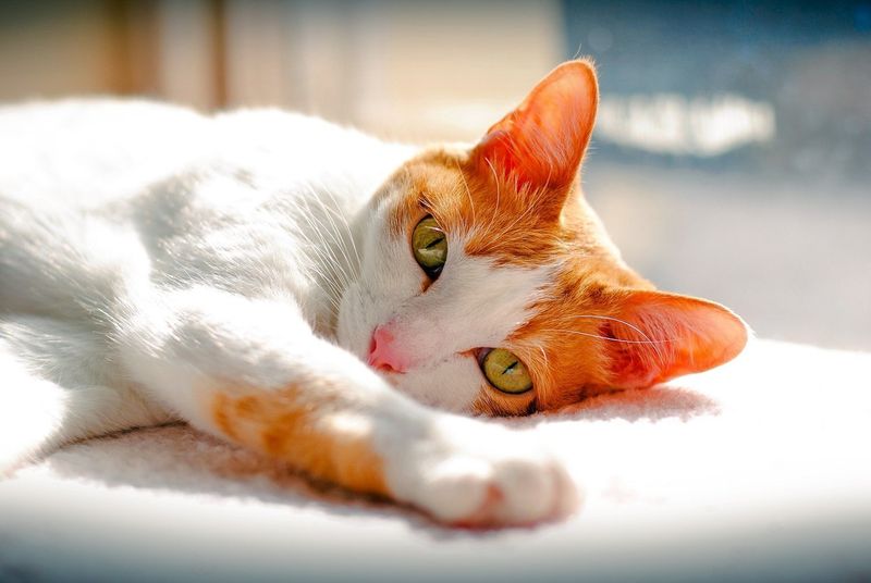 Japanese Bobtail