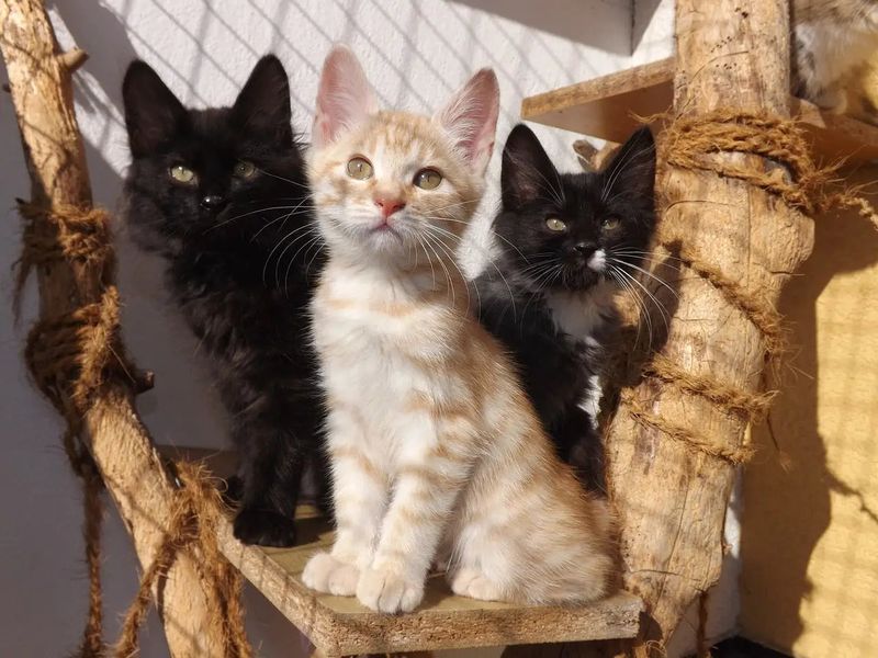 Japanese Bobtail