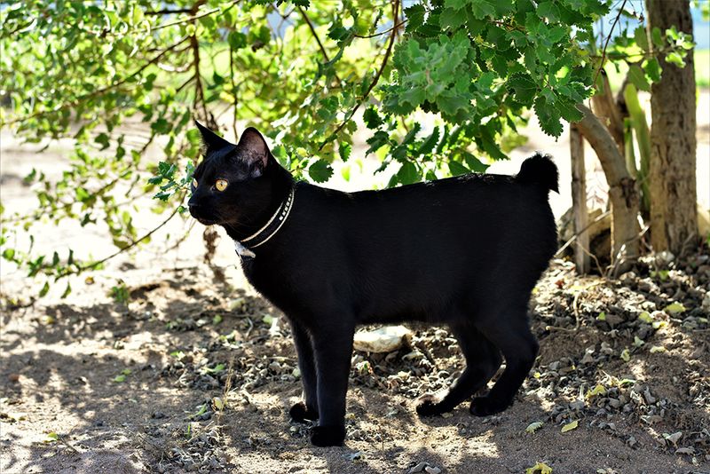 Japanese Bobtail