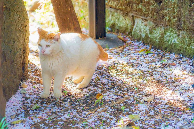 Japanese Bobtail