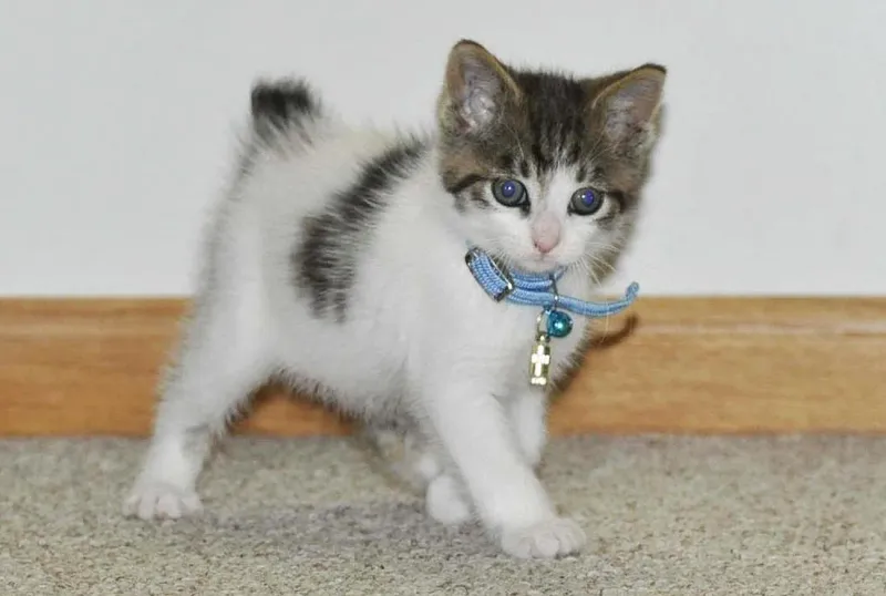 Japanese Bobtail