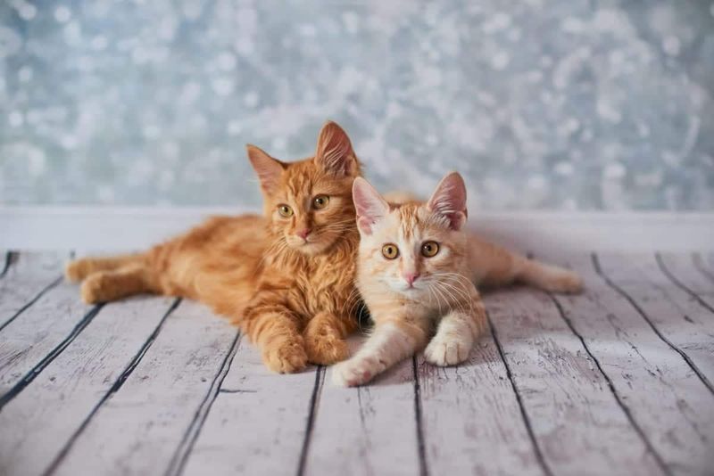 Japanese Bobtail