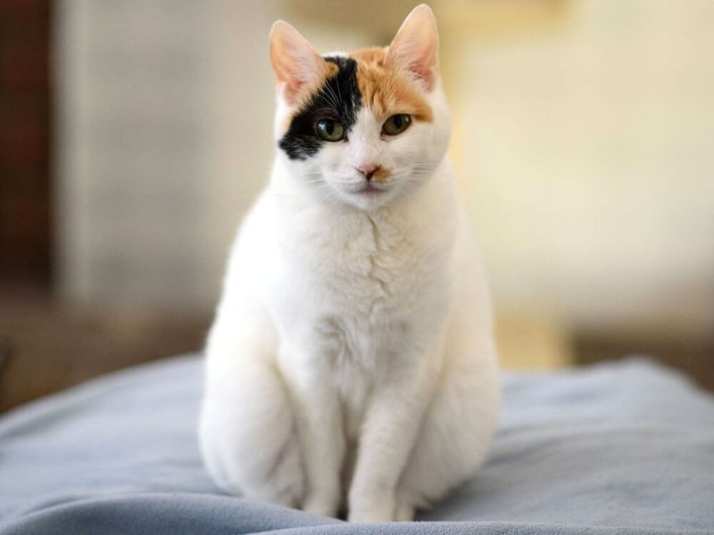 Japanese Bobtail