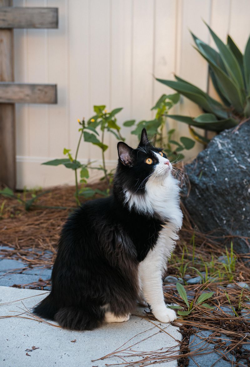 Japanese Bobtail