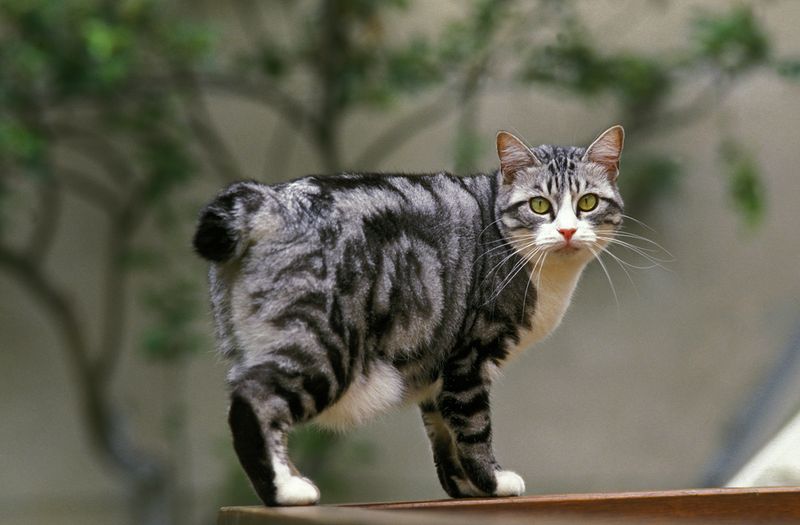 Japanese Bobtail