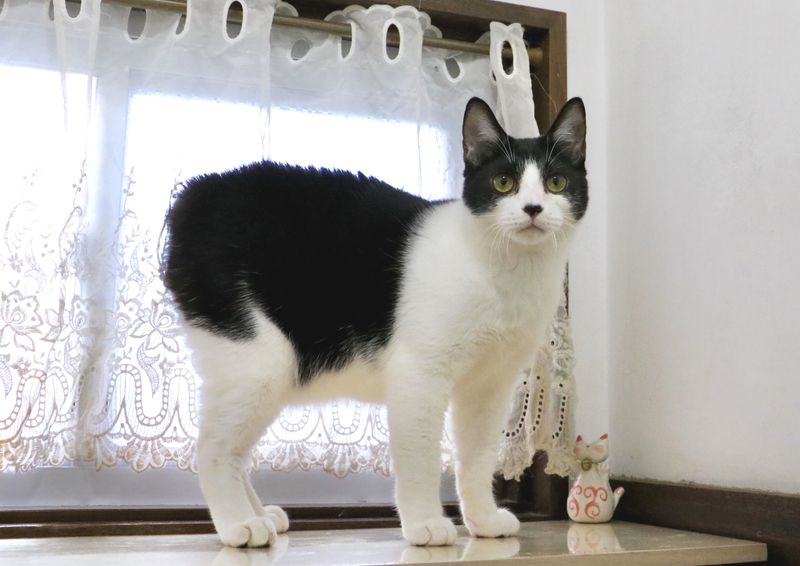 Japanese Bobtail