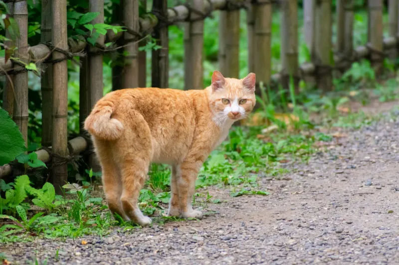 Japanese Bobtail