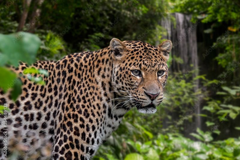 Javan Leopard