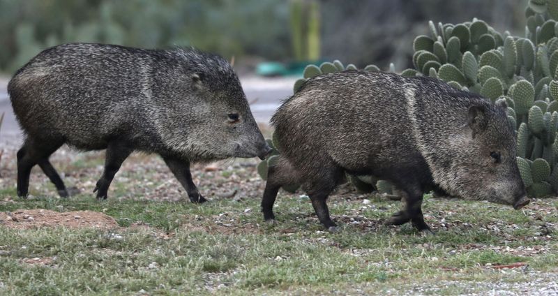 Javelinas