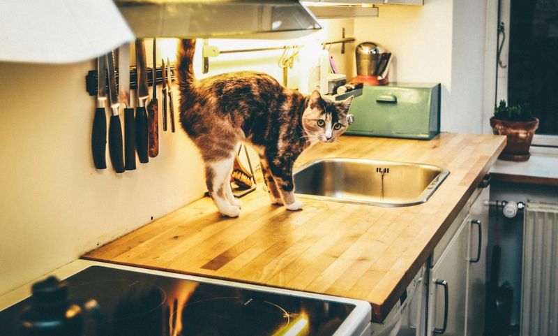 Jumping On Counters