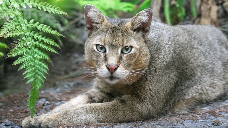 Jungle Cat