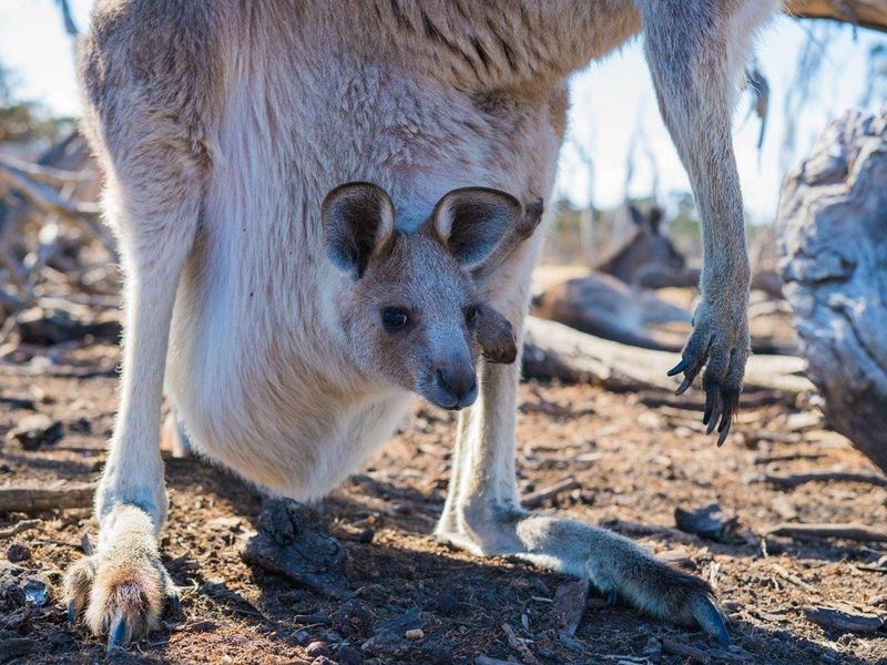 Kangaroos Share Their Pouches