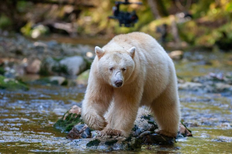 Kermode Bear
