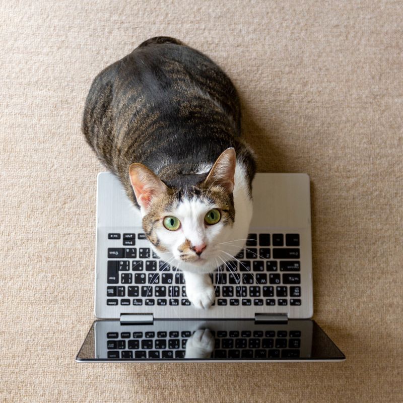 Keyboard Occupation Specialists
