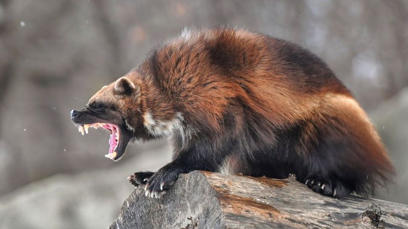 Wolverines