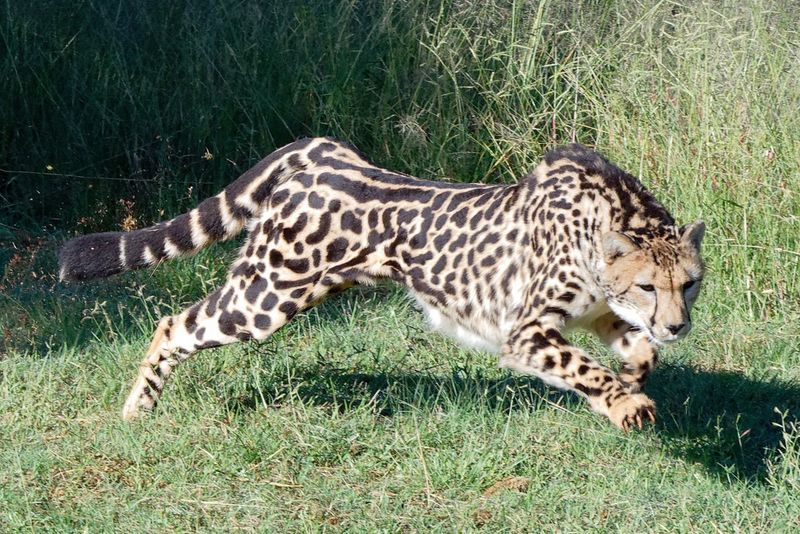 King Cheetah