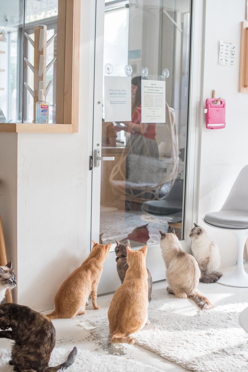 KitTea Cat Lounge & Cafe - San Francisco, CA