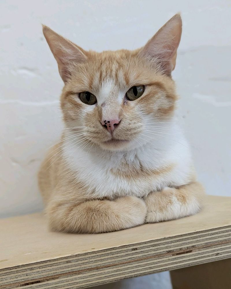 KitTea Cat Lounge – San Francisco, CA