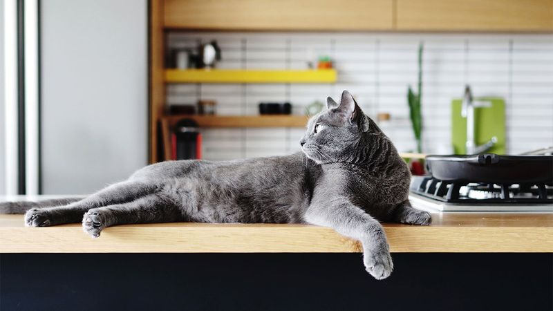 Kitchen Counter Conundrum