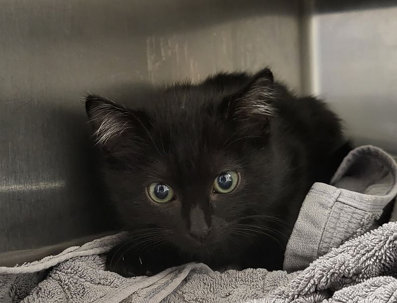 Kitten Rescue Sanctuary – Los Angeles, CA